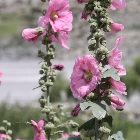bloemen nepal