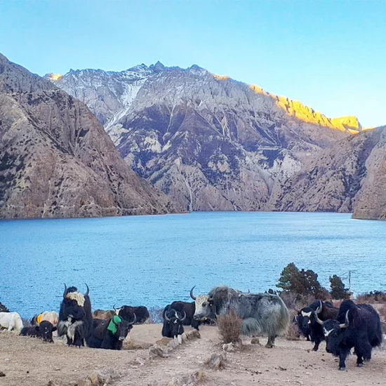 dolpo nepal trekking